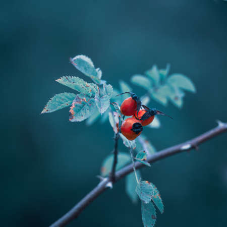 A beautiful wild rose bush with red fruit growing in the autumn forest. Fall scenery with rosehips in Northern Europe.の写真素材