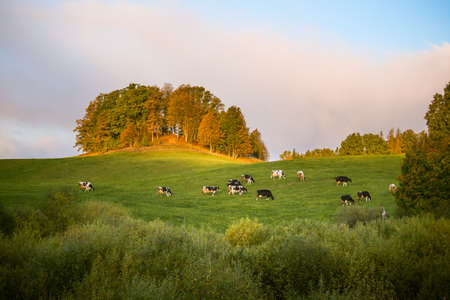 Cows grazing in the autumn pasture. Fall landscape with farm animals. Autumn scenery of Northern Europe.の写真素材
