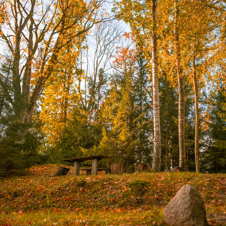 Beautiful autumn forest in Northern Europe. Fall landscape with trees. Woodland scenery in autumn.の写真素材