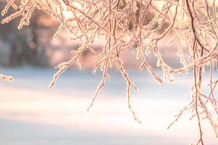 A beautiful winter sunrise scenery with tree branches. Snowy landscape of Northern Europe.の写真素材