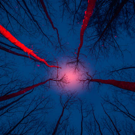 An artistic winter scene in forest with trees light with red artificial light. Snowy lanscape with...
