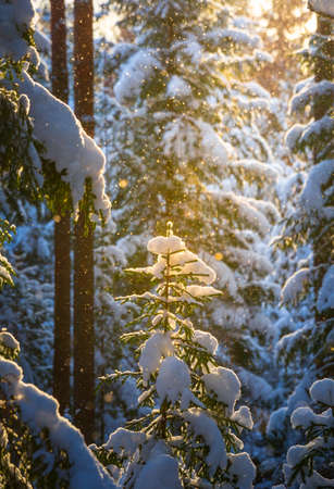 A beautiful pine forest in sunny winter day. Snowy scenery of Northern Europe woodlands. Trees and snow in sunlight.の写真素材