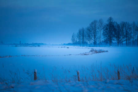 Wild roe deer feeding in the snowy field in early winter morning. Winter landscape of Northern...