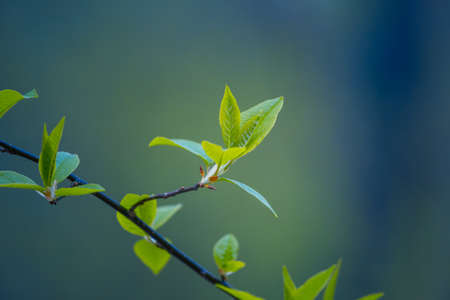 Fresh, green leaves of a bird cherry tree during spring. Seasonal scenery of Northern Europe...