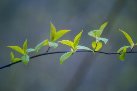Fresh, green leaves of a bird cherry tree during spring. Seasonal scenery of Northern Europe...