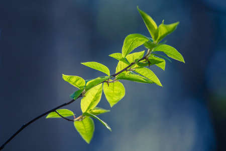 Fresh, green leaves of a bird cherry tree during spring. Seasonal scenery of Northern Europe woodlands.の写真素材