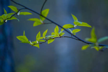 Fresh, green leaves of a bird cherry tree during spring. Seasonal scenery of Northern Europe woodlands.の写真素材