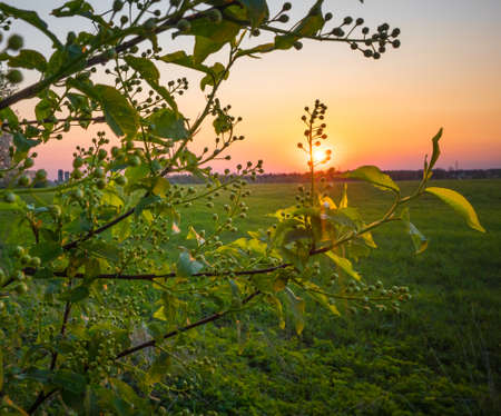 Beautiful, fresh bird cherry leaves against the spring sky. Vibrant seasonal scenery of Northern...
