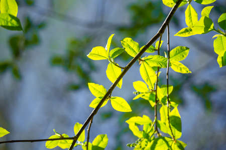 Beautiful, fresh bird cherry leaves against the spring sky. Vibrant seasonal scenery of Northern...