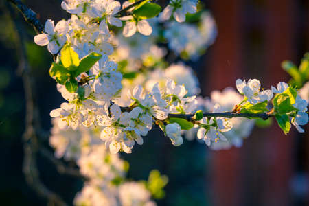 Beautiful white plum tree flowers blossoming during the spring. Seasonal scenery of Northern Europe.