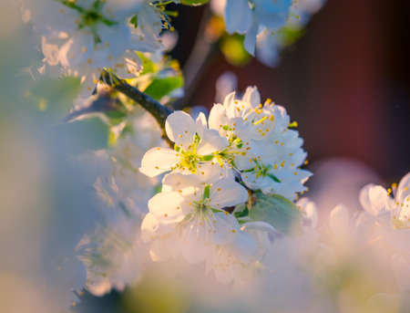 Beautiful white plum tree flowers blossoming during the spring. Seasonal scenery of Northern Europe.の写真素材
