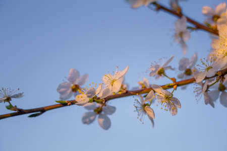 Beautiful plum tree branches full with white flowers in spring. Seasonal scenery of fruit tree in...