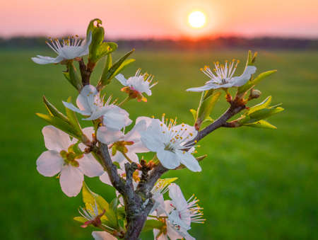 Beautiful plum tree branches full with white flowers in spring. Seasonal scenery of fruit tree in Northern Europe.の写真素材