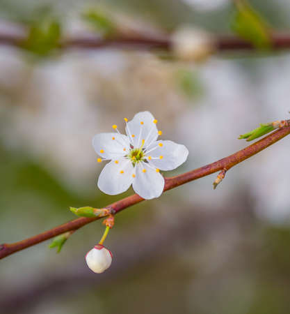 A beautiful plum tree blossom in the spring morning. Fruit tree flowers in Northern Europe.の写真素材
