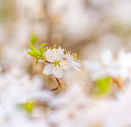 Beautiful plum tree blossoms in spring sunlight. Seasonal scenery of fruit tree flowers in Northern Europe.の写真素材