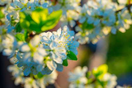 Beautiful plum tree blossoms in spring sunlight. Seasonal scenery of fruit tree flowers in Northern...