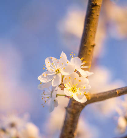 Beautiful plum tree blossoms in spring sunlight. Seasonal scenery of fruit tree flowers in Northern...