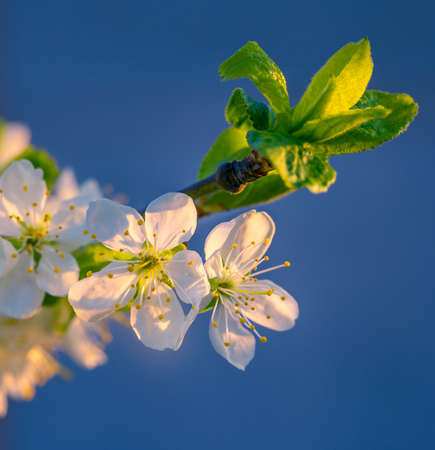 Beautiful plum tree blossoms in spring sunlight. Seasonal scenery of fruit tree flowers in Northern Europe.の写真素材