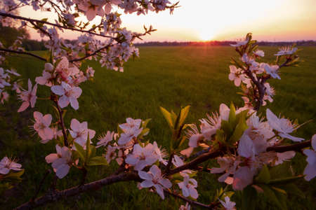 Beautiful spring plum blossoms during sunrise hours. Seasonal scenery of fruit tree flowers in Northern Europe.の写真素材