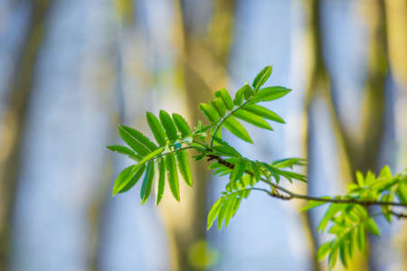 Beautiful rowan tree branches with leaves during spring season. Natural scenery of Northern Europe...
