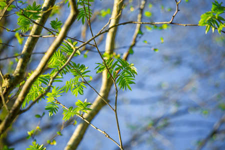 Beautiful rowan tree branches with leaves during spring season. Natural scenery of Northern Europe...