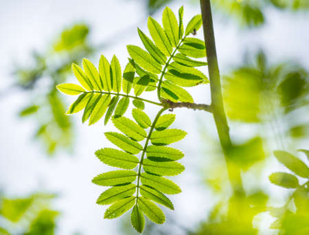 Beautiful rowan tree branches with leaves during spring season. Natural scenery of Northern Europe...