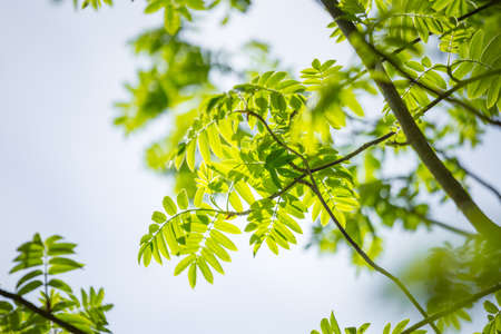 Beautiful rowan tree branches with leaves during spring season. Natural scenery of Northern Europe woodlands.の写真素材