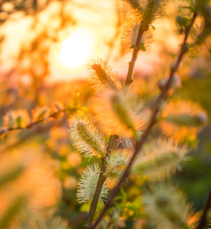 Beautiful willow branches with spring blossoms during morning hours. Seasonal scenery of Northern...