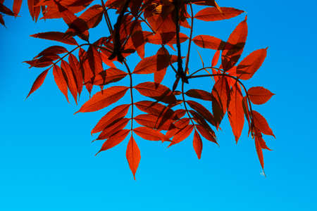 Beautiful bright red leaves against the blue sky. Spring scenery with contrast colors.の写真素材