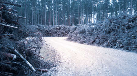 A beautiful spring landscape with a road in Northern Europe woodlands. Seasonal scenerey.