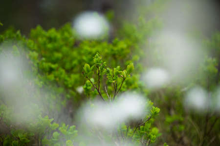 A beautiful spring swamp landscape in fresh green color. Seasonal swenery of wetland in Northern Europe.の写真素材