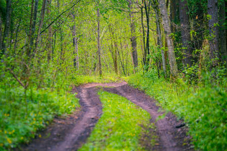 A beautiful spring landscape with a road in Northern Europe woodlands. Seasonal scenerey.の写真素材