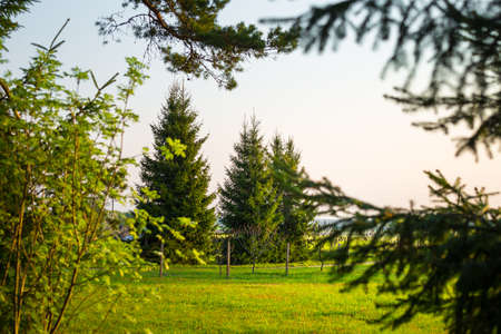 A beautiful spring forest landscape. Seasonal scenery of Northern Europe woodlands.