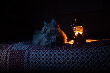 A cute tricolor cat with a red oil lamp. Beautiful scenery of an animal and an old lantern.
