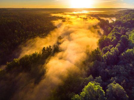 Enchanting Sunrise Mist Over Majestic Forest in Northern Europeの写真素材