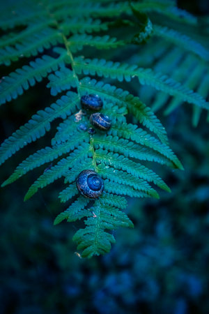 Nature's Symphony: Serene Fern Leaves Closeup in the Enchanting Forest in Northern Europe