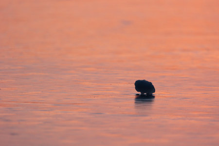 Frozen Symphony: Majestic Ice Formation on Winter's River in Northern Europeの写真素材