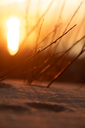 Golden Horizon: Baltic Sea Beach Basking in Sunset's Glow. Northern Europe scenery.の写真素材