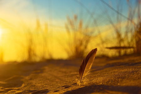 Whispers of the Sea: Sunset Serenade with a Feather on Baltic Shores. Sea shore scenery.の写真素材