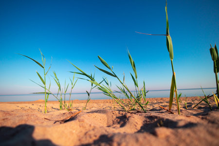 Coastal Symphony: Grass Flourishing on Baltic Sands. Grass at the Baltic Seaの写真素材