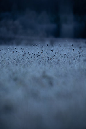 Autumn's Frozen Tapestry: Enchanting Meadow Captured in Ice in Northern Europeの写真素材