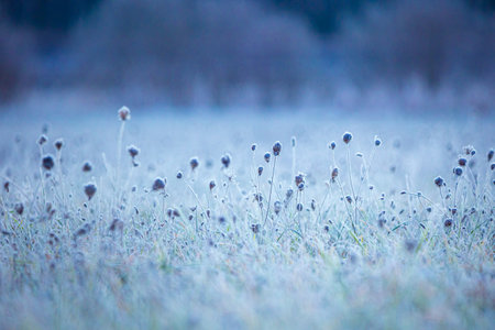Autumn's Frozen Tapestry: Enchanting Meadow Captured in Ice in Northern Europeの写真素材