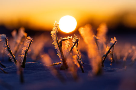 Frosty Dawn: Nature's Icy Embrace in Early Spring in Northern Europe