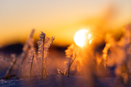 Frosty Dawn: Nature's Icy Embrace in Early Spring in Northern Europeの写真素材