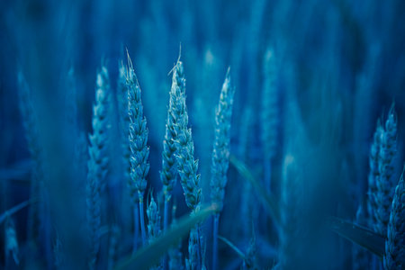 Golden Sunrise Harvest: Summer's Abundant Grain Fields of Northern Europeの写真素材