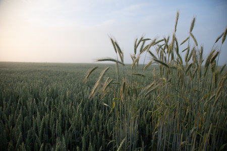 Golden Sunrise Harvest: Summer's Abundant Grain Fields of Northern Europeの写真素材