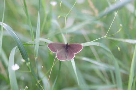 Graceful Earthbound Beauty: Brown Butterfly Resting in the Meadow in Northern Europe