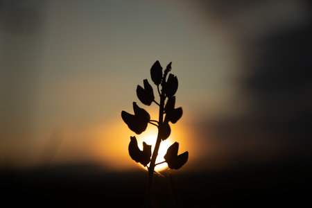 Majestic Twilight Blooms: Lupinus Flower Illuminating the Meadow in Northern Europe