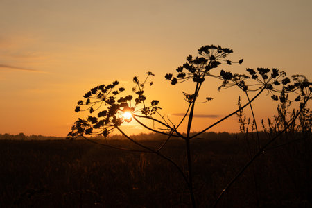 Ethereal Elegance: Sunset Bloom of Queen Anne's Lace in the Meadow in Northern Europeの写真素材