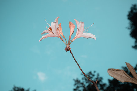 Spring's Floral Symphony: Rhododendron Blooms in Bushland Beauty in Northern Europeの写真素材
